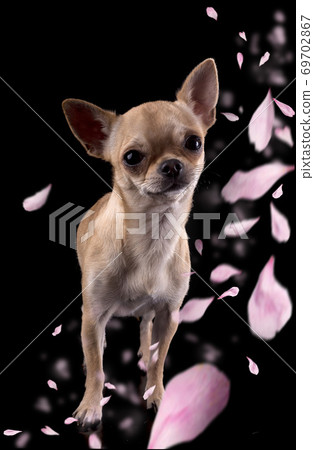 chihuahua in studio chihuahua in studio 69702867