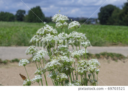 Chinese chive flowers blooming in the autumn field 69703521