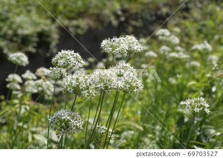 Chinese chive flowers blooming in the autumn field 69703527