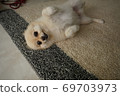 Pomeranian lying down and showing belly 69703973