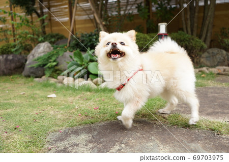 博美犬張開嘴 69703975
