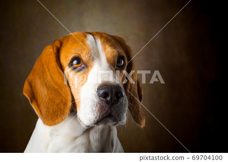 Tricolor Beagle dog waiting and catching a treat in studio, against dark background. 69704100