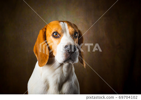 Tricolor Beagle dog waiting and catching a treat in studio, against dark background. 69704102