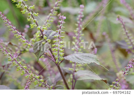 紅色紫蘇鮮花和水果盛開在秋天的原野 紅色紫蘇鮮花和水果盛開在秋天的原野 69704182