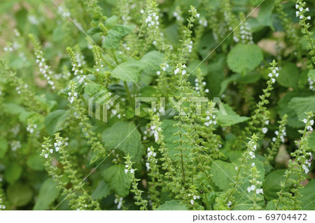 藍色的紫蘇鮮花和水果盛開在秋天的原野 69704472