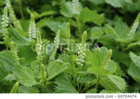 Blue perilla flowers and fruits blooming in the autumn field 69704474