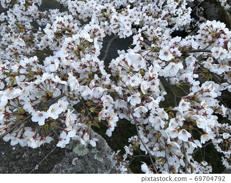 《Sakura of Tsuyama Castle (Tsuyama City, Okayama Prefecture)》 69704792