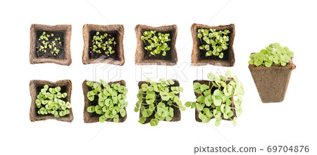Young Basil Sprouts or Seedlings in Peat Container Isolated Young Basil Sprouts or Seedlings in Peat Container Isolated 69704876