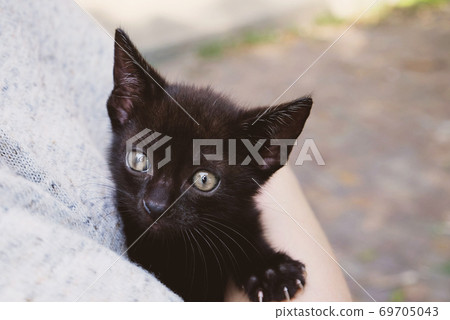 Black best sale female kitten