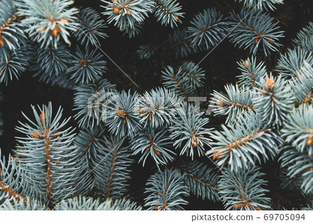 Fresh fluffy green fir branches texture, close up. Fresh fluffy green fir branches texture, close up. 69705094