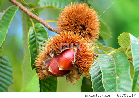 A chestnut that has been produced A chestnut that has been produced 69705117