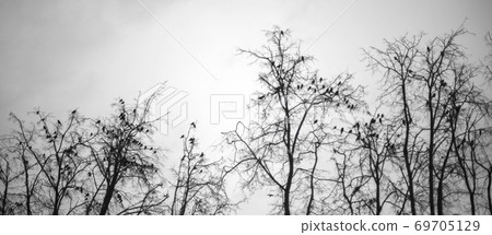 crows on a tree. 69705129