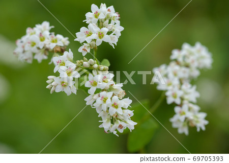 Close-up of Hitachi autumn buckwheat flowers blooming in the buckwheat field Close-up of Hitachi autumn buckwheat flowers blooming in the buckwheat field 69705393