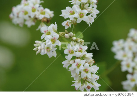 Close-up of Hitachi autumn buckwheat flowers blooming in the buckwheat field Close-up of Hitachi autumn buckwheat flowers blooming in the buckwheat field 69705394