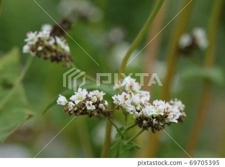 Close-up of Hitachi autumn buckwheat flowers blooming in the buckwheat field Close-up of Hitachi autumn buckwheat flowers blooming in the buckwheat field 69705395