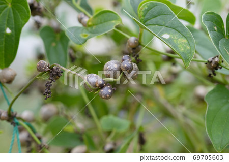 Autumn field propagules Autumn taste 69705603