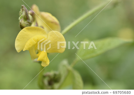 燒肉藤紅豆 燒肉藤紅豆 69705680