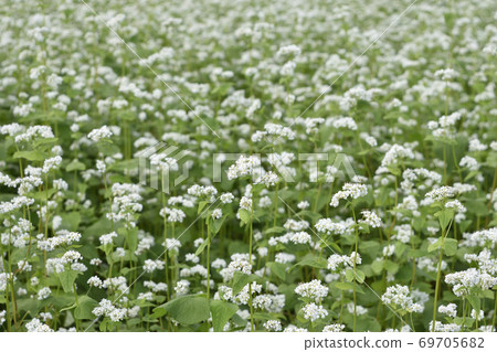 蕎麥花 蕎麥花 69705682