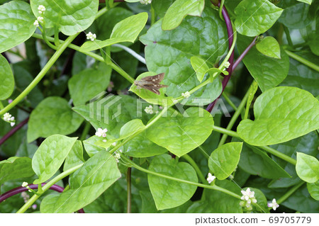 Tsurumurasaki在秋天領域開花 69705779