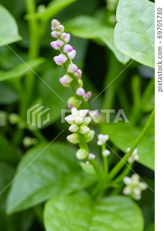 Tsurumurasaki在秋天領域開花 69705780