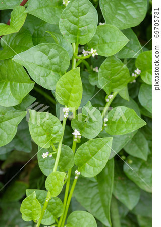 Tsurumurasaki在秋天領域開花 69705781