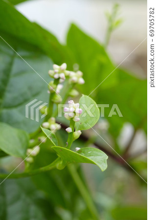 Tsurumurasaki在秋天領域開花 69705782