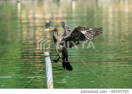 拍打著一條池塘的河翼 69705783