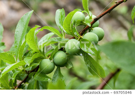 The orchard is full of fresh emerald green plums close-up 69705846