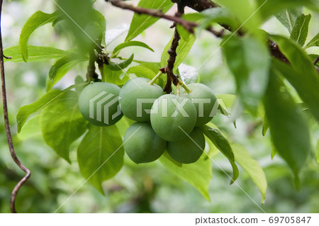 The orchard is full of fresh emerald green plums close-up The orchard is full of fresh emerald green plums close-up 69705847