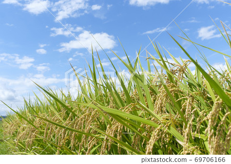 Rice ears in golden autumn rice fields Rice ears in golden autumn rice fields 69706166