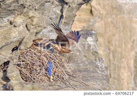 Tobi dives vigorously from a nest built on a - Stock Photo