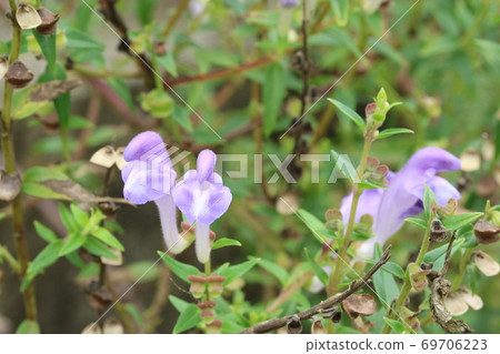 Scutellaria baicalensis (golden flower) whose flower season is about to end Scutellaria baicalensis (golden flower) whose flower season is about to end 69706223