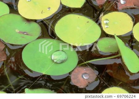 Round watershield leaves and water droplets Round watershield leaves and water droplets 69706224