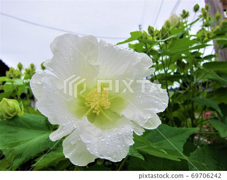 白花濕雨 白花濕雨 69706242