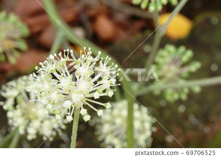 Udo flowers in full bloom 69706525