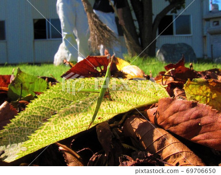 掩藏在葉子的螞蚱 69706650