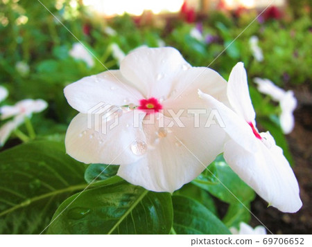 White zinnia White zinnia 69706652