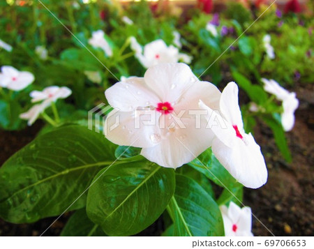 白百日草 69706653