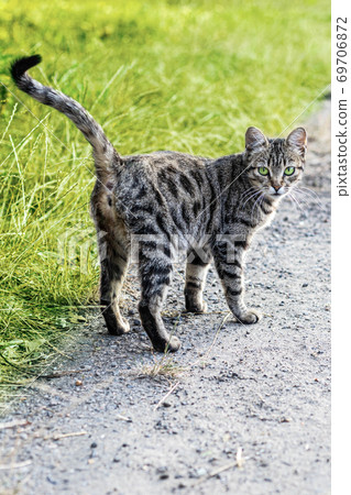 Portrait of a beautiful striped cat with green eyes and an attentive look in the green grass in nature Portrait of a beautiful striped cat with green eyes and an attentive look in the green grass in nature 69706872