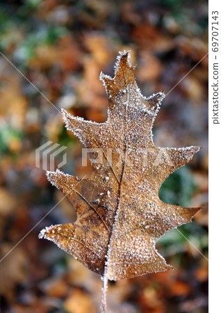 Hoarfrost oak leaf, autumn time, frozen nature. Hoarfrost oak leaf, autumn time, frozen nature. 69707143