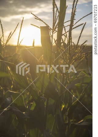 corn field at sunset in late summer. 69707215