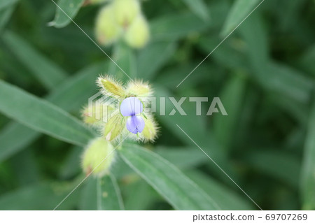 非常可愛的狸小豆花 照片素材 圖片 圖庫