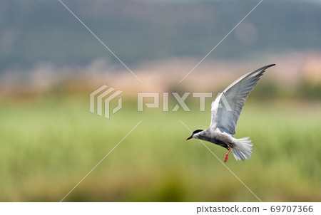 Common tern in the air with open wings 69707366