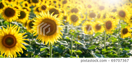 Farming Yellow sunflowers on a field. Agricultural concept with yellow sunflowers. 69707367