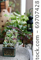 Succulent plants 69707428
