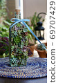 Succulent plants 69707429