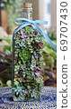 Succulent plants 69707430
