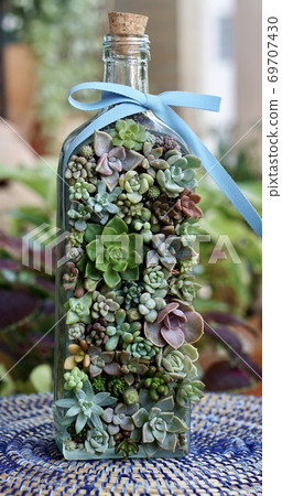 Succulent plants Succulent plants 69707430