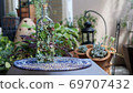 Succulent plants 69707432