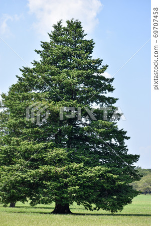 A big tree under the refreshing summer sky A big tree under the refreshing summer sky 69707458